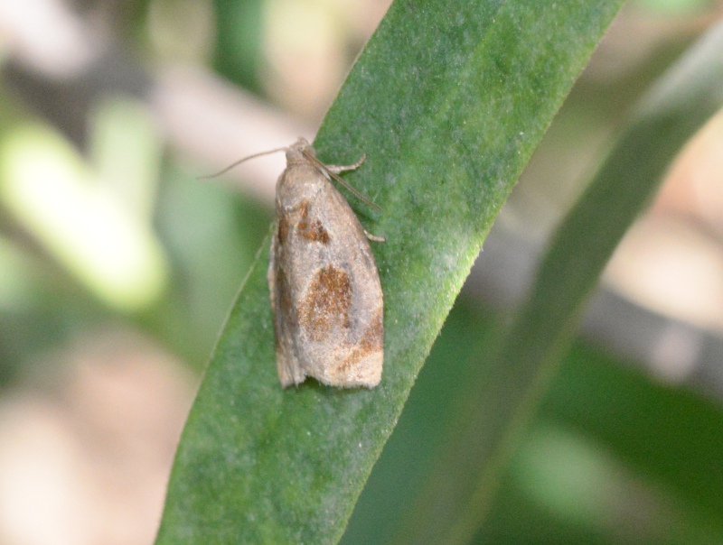 Conferma Tortricidae